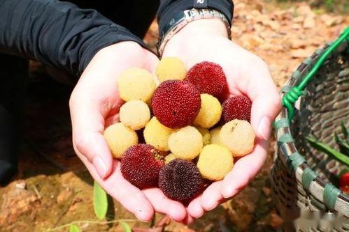 藿藿最新技能爆料,解锁神秘力量，战力再升级！